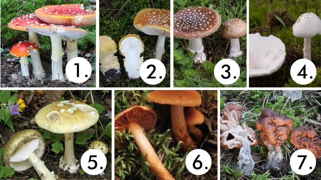 Sju giftiga svampar i Sverige.
