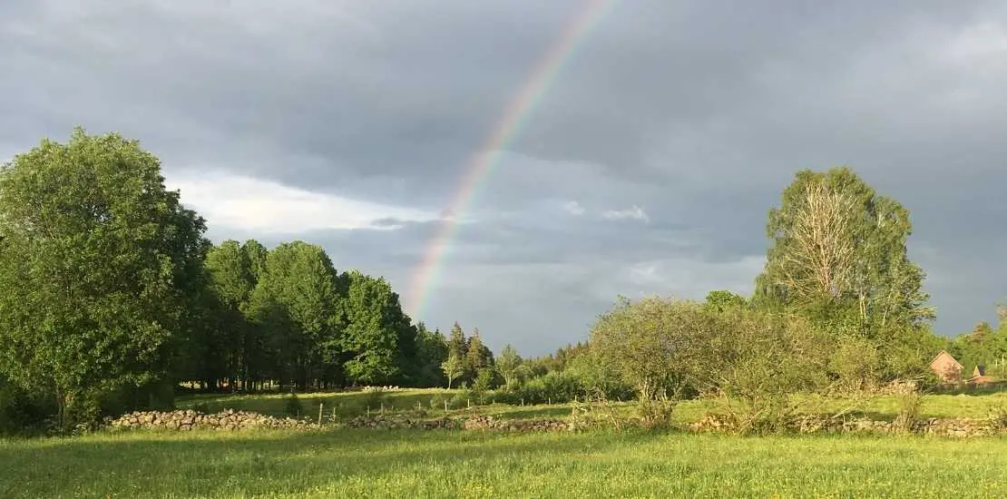 Regnbåge över fält, stenmurar och gamla träd.