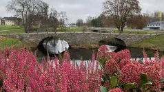 Ljung och andra blommor i förgrunden, stenbron i bakgrunden.