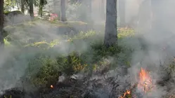 skog med eld och rök, bild från serf.se