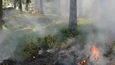 skog med eld och rök, bild från serf.se