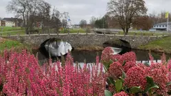 Ljung och andra blommor i förgrunden, stenbron i bakgrunden.