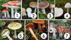 Sju giftiga svampar i Sverige.